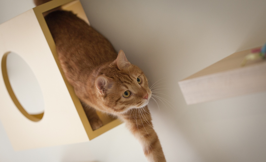 现代风格猫咪游戏区设计效果图